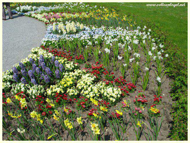 Jardins exotiques et fleurs éclatantes sur l'île Mainau.