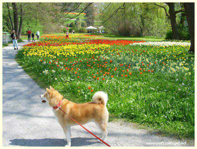 tourisme Ile Mainau