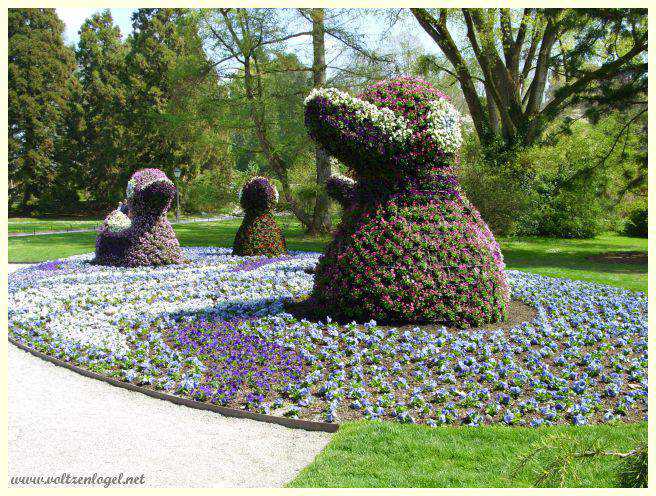 Jardin des roses en fleurs sur l'île Mainau.