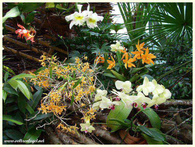 Serre aux papillons et orchidées exotiques.