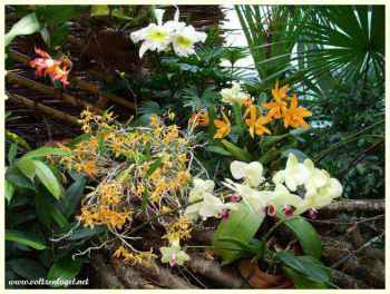 Symphonie botanique à l'île de Mainau
