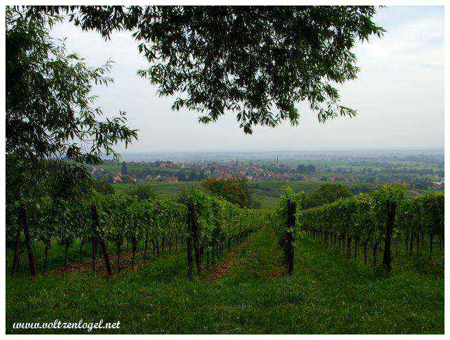 Sentier de randonnée serpentant à travers les vignes d'Andlau.