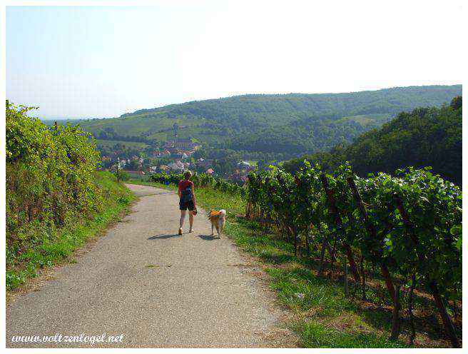 Ruelles pavées du charmant village médiéval d'Andlau.