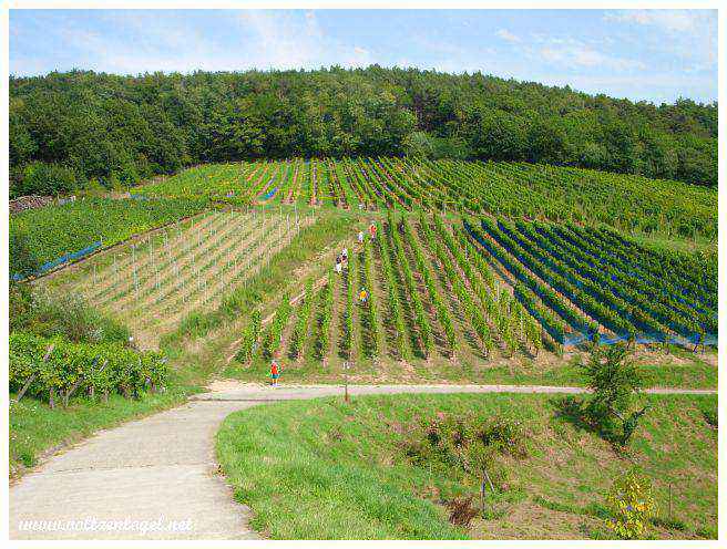 Dégustation de vin dans les vignobles alsaciens.