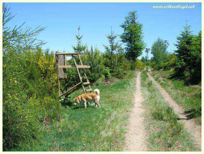 Randonnée en famille dans les bois près d'Erckartswiller.