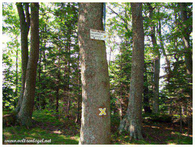 Mont Sainte Odile en Alsace