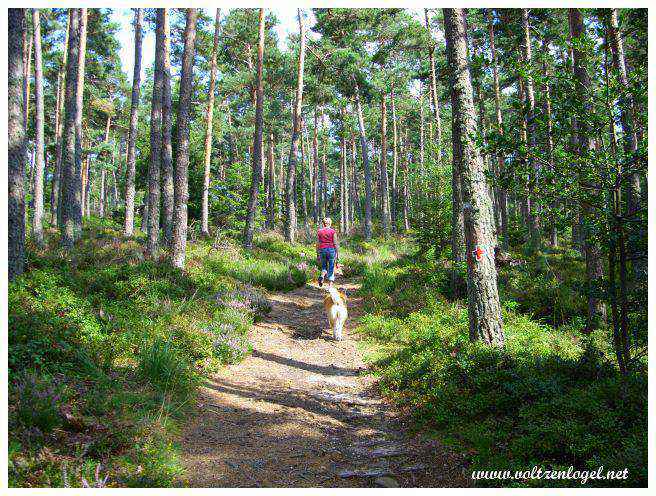 Mont Sainte Odile en Alsace