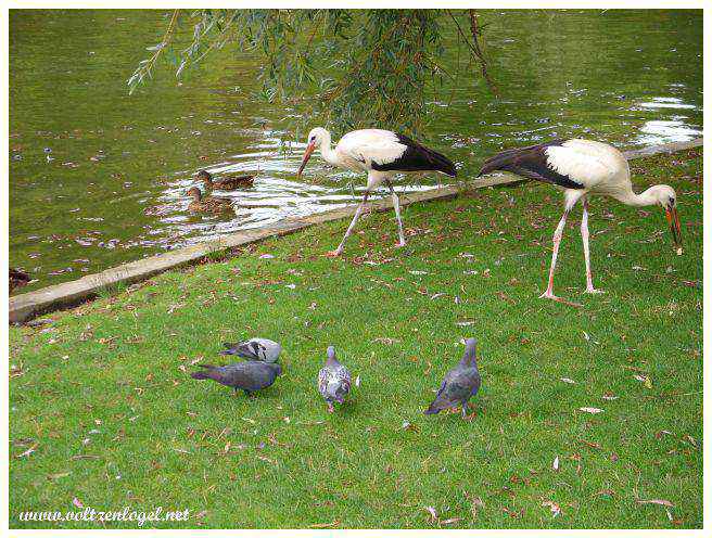 Rencontre avec la faune locale au zoo gratuit du Parc de l'Orangerie.