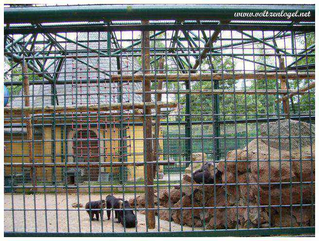 Zoo gratuit avec cigognes et daims.
