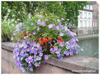 Sublime bac à fleurs sur un pont à Strasbourg