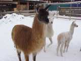 Elevage de Lamas au Tyrol