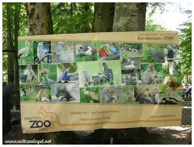 Raritaten Zoo Ebbs. Visite du Parc zoologique d'animaux rares