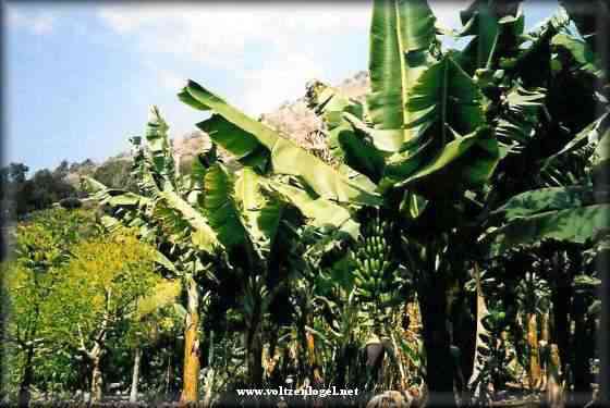 bananeraie photo plantation à Gran Canaria