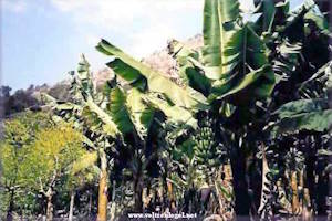 Paysages variés de Grande Canarie