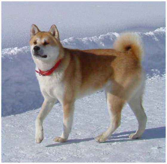 L'Akita Inu, un chien japonais, j'aime être pris en photo !