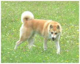 Le chien de race Japonaise l'Akita Inu