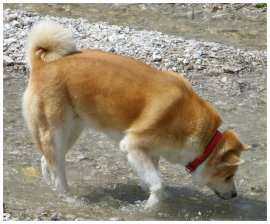 Découvrez le chien de race Akita Inu 