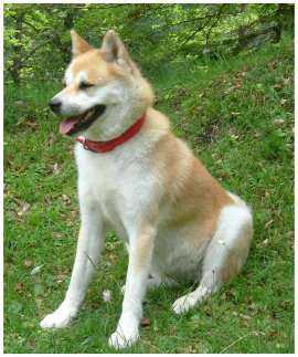 Le chien de race Akita Inu, Une belle pose pour la photo