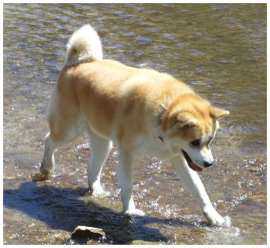 L'Akita, un chien de race nordique