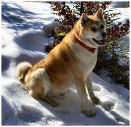 Notre chien, un Akita Inu, prend la pose comme une star