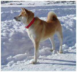 Le chien Akita Inu, la neige semble lui convenir