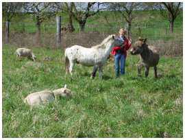 photos des animaux de ferme, un âne, un poney et chèvres