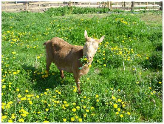 Une chèvre, se régale avec les fleurs de notre pré