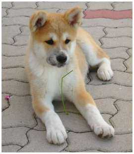 Un Akita Inu, chien de race originaire du Japon