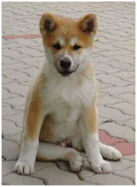 l'Akita inu, un chien d'origine Japonaise, un amour de chien