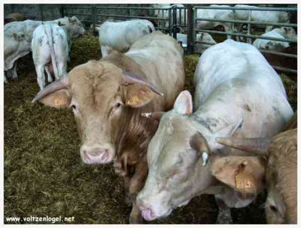 Visite d'une ferme et élevage de bovins