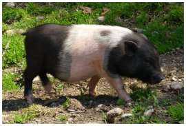 Cochon nain, un porc domestique de petite taille