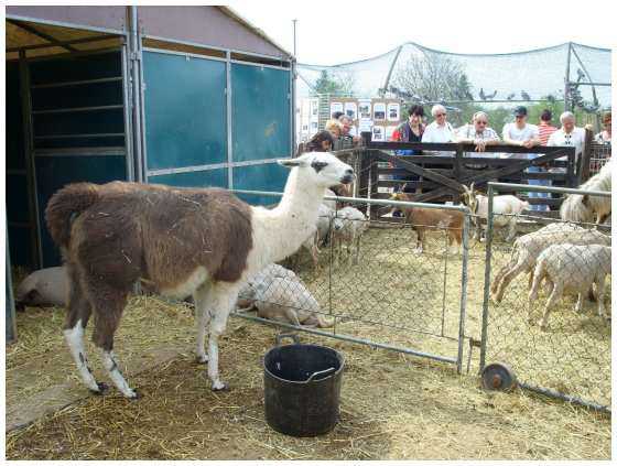 Le Lamas, débroussailleur et producteur de laine